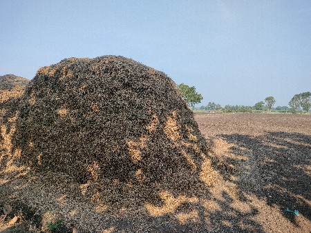 કોરું માંડવીયું, ચારો, પાલો