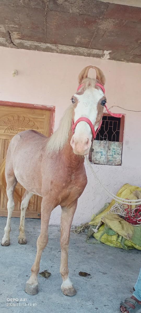 વછેરી વેચવાની સે