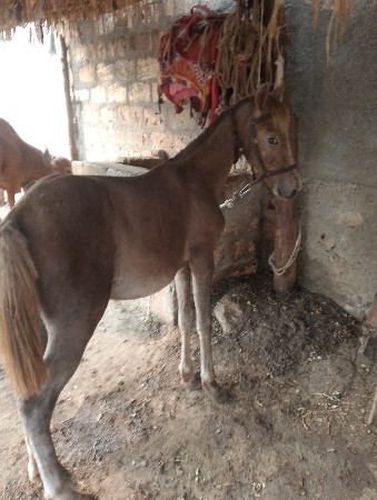 થંબનેલ 2