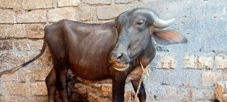 થંબનેલ 1