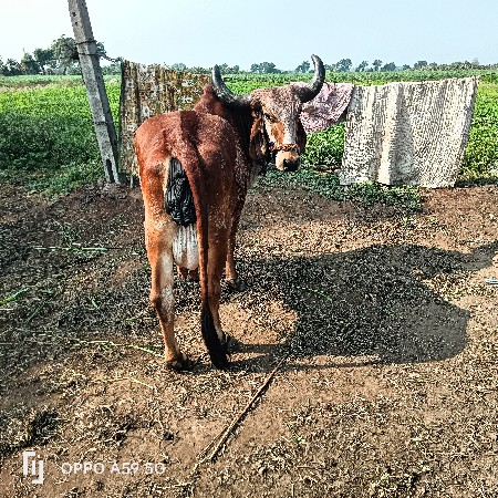 थंबनेल 3