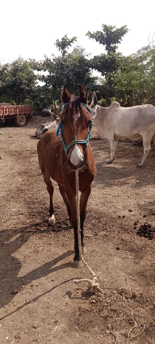 થંબનેલ 3