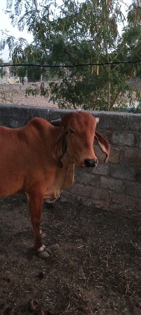ગીર વાછડી વેચવા ની છે