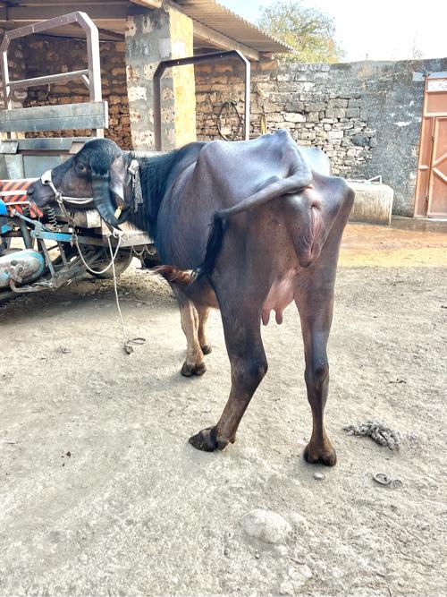 લેવા માટેજ ફોન કરવા 🙏