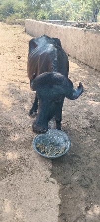 જાફરાબાદી પાડો