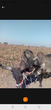 થંબનેલ 3