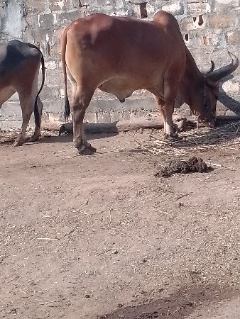 થંબનેલ 3