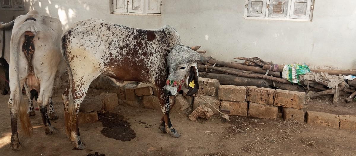 थंबनेल 2