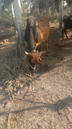 थंबनेल 2