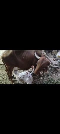 વેચવાની છે