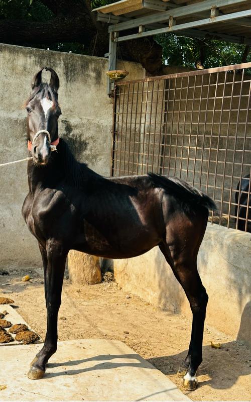 વસેરો દેવાનો છે