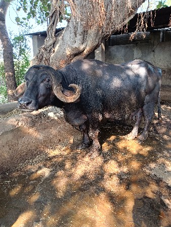 વેચવાની છે