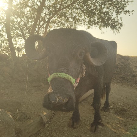 थंबनेल 3