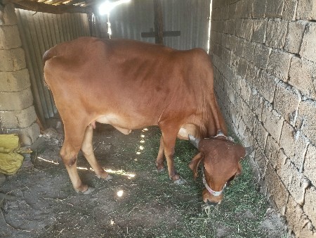 ગાય વેચવાની છે