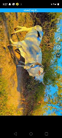 ગોંઢલા વેચવાના