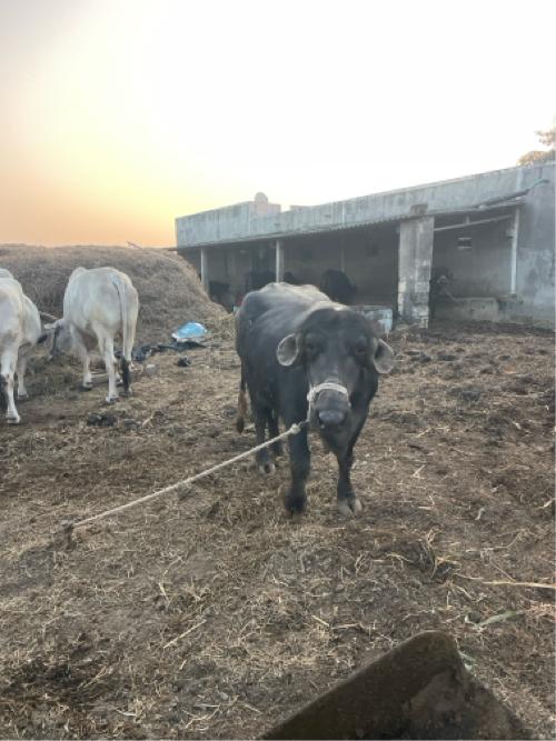 थंबनेल 3