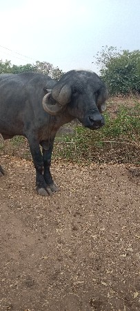 પાડો વેચવોછે