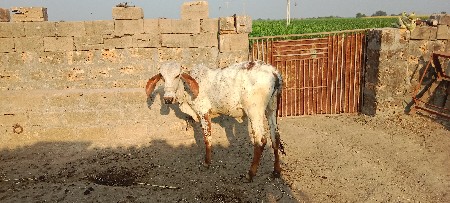 થંબનેલ 2