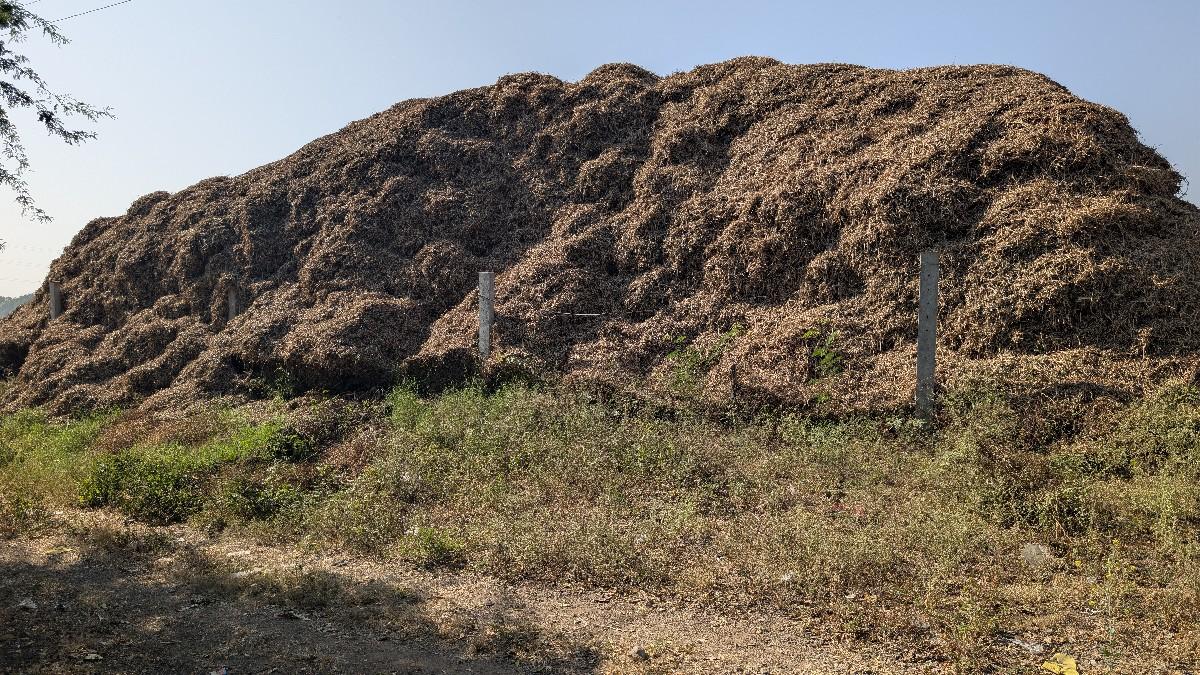 માંડવી નો ભૂકો