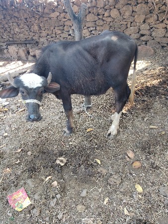 પાડો વેચવાનો છે