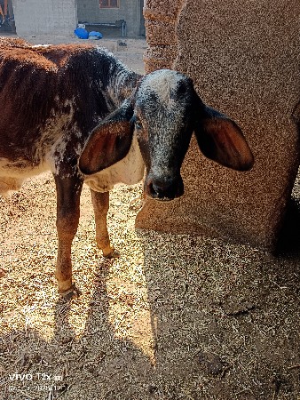 थंबनेल 2