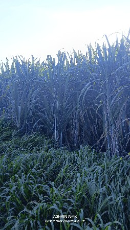 લીલી શેરડી વેસ વાની સે