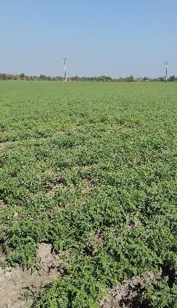 જમીન વેચવાની  છે મો: 9925342683