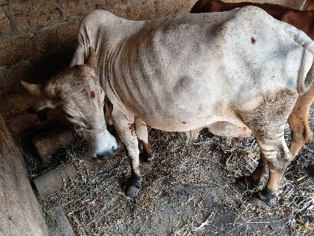 ગાય વેચવાની છે