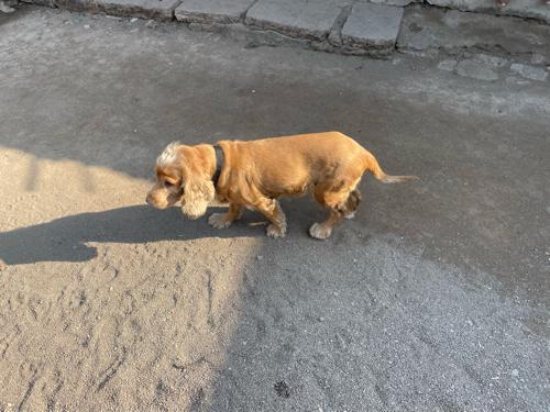 English Cocker spaniel  female 14 months puppie