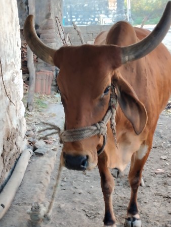 થંબનેલ 2