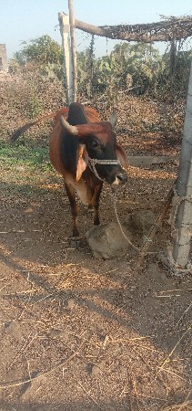 ગાય વેંચવા ની છે બીજું વેતર