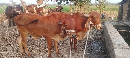 थंबनेल 3