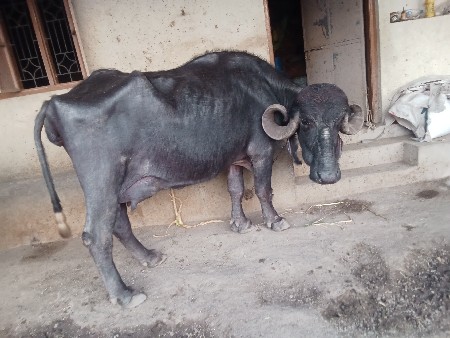 થંબનેલ 3