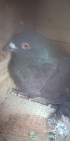 મોજા વારો મોટો નર છે વેચવાનો