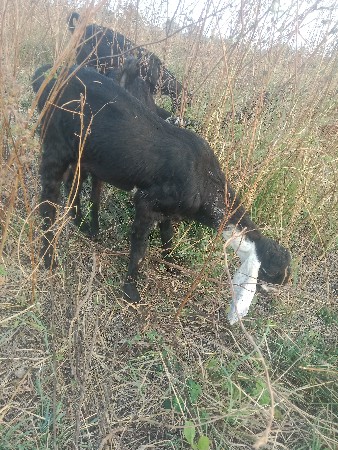 બકરી વેંચવાની શે