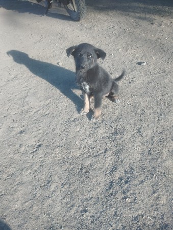 જર્મન શેફર્ડ ના બચ્ચા વેચવાના છે ફ