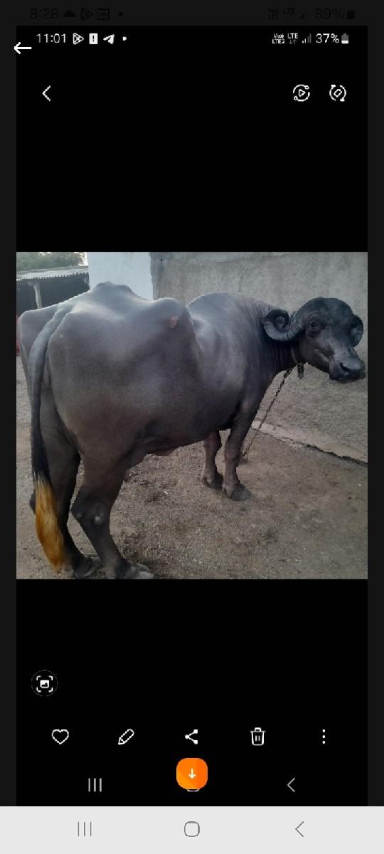 थंबनेल 3