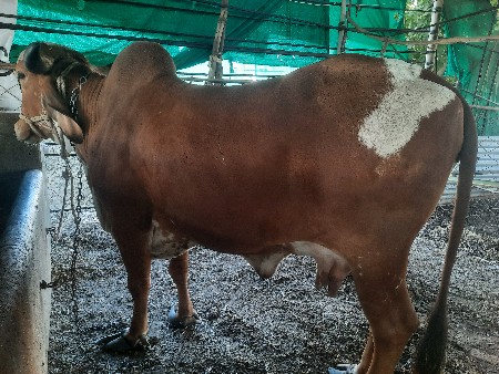 थंबनेल 2