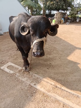 આ ખડેલું વેચવાનું છે