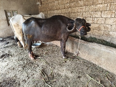 થંબનેલ 5