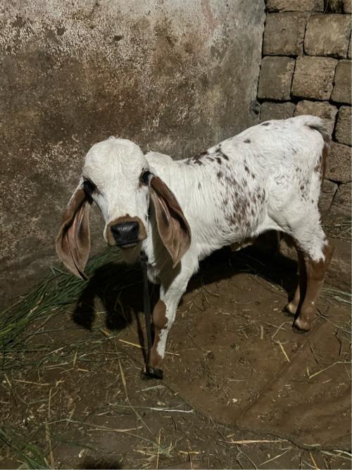 थंबनेल 3