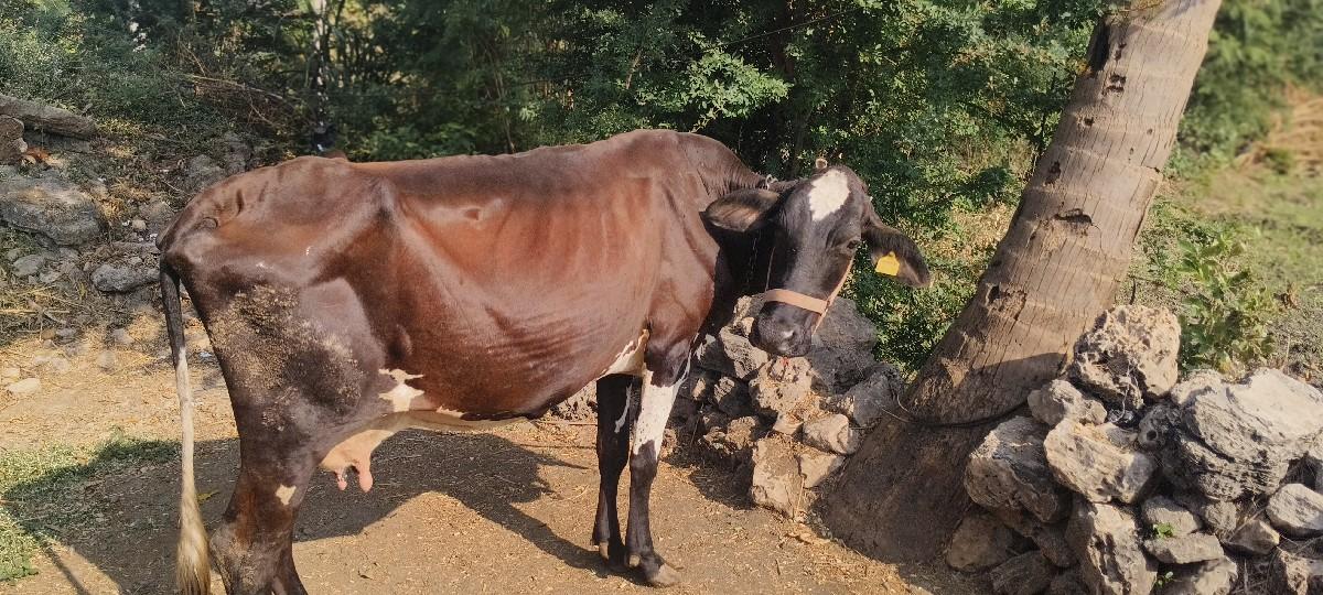 થંબનેલ 3