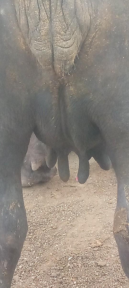 ચોથુવેતરવિયાસે
આગલાવેતરે=8=લિટર