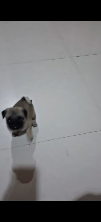 ફિમેલ પપ્પી રાજકોટ