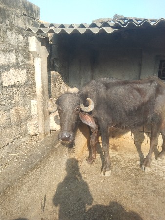 थंबनेल 2