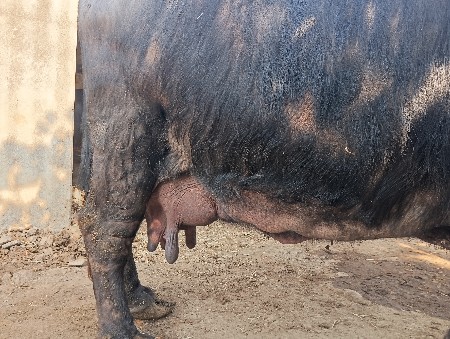 થંબનેલ 2