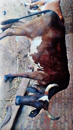 ક્રોસ ગાય બીજાં વેતર ની