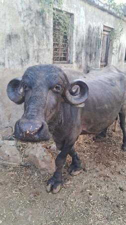 બોબસારી