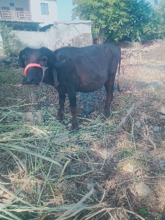 थंबनेल 2