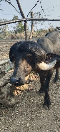 વેચવા નો છે